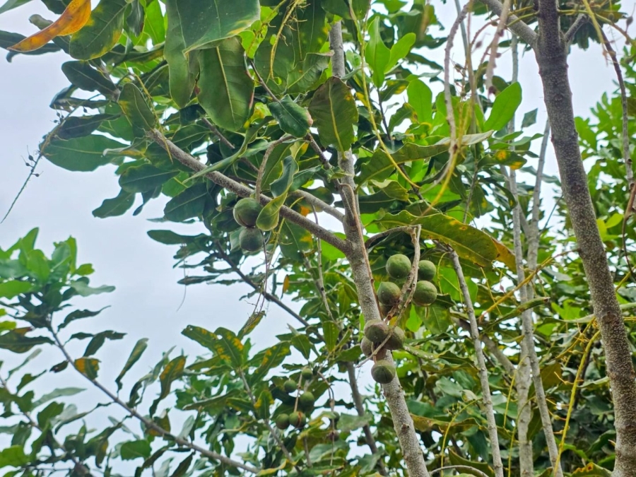 Commercial Property for Sale in Sedgefield Rural Western Cape